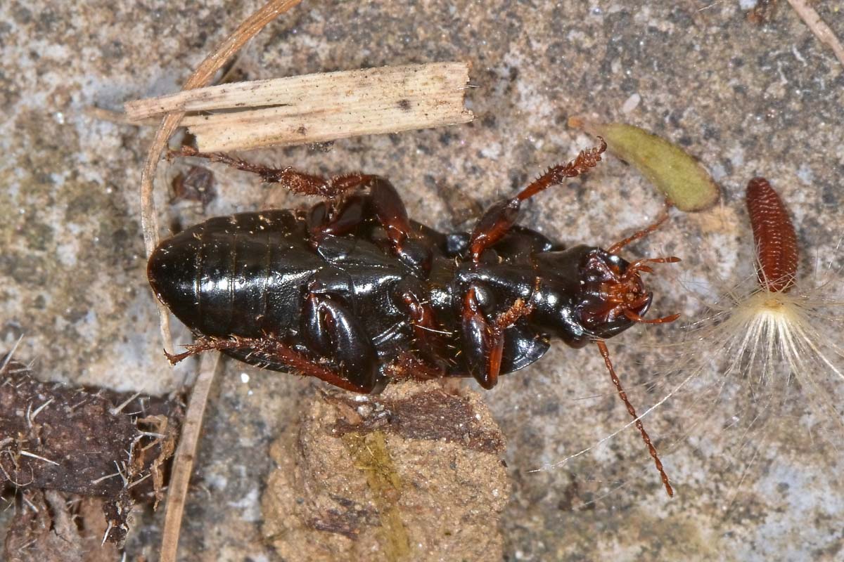 Carabidae: Harpalus rubripes?   S !